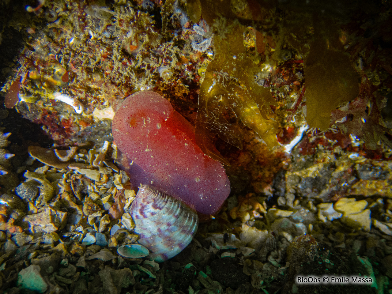 Ascidie rose - Ascidia mentula - Emile Massa - BioObs