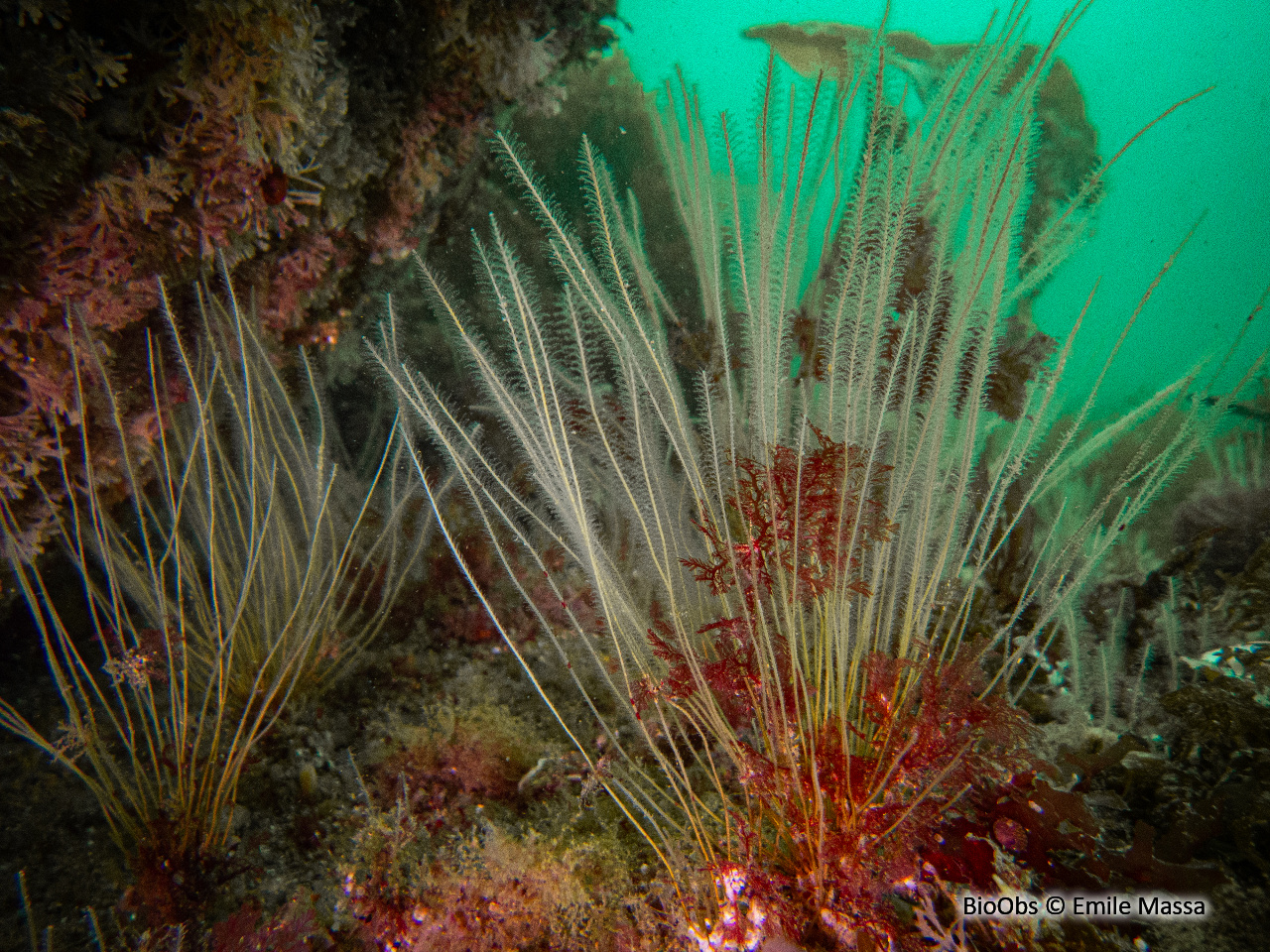 Hydraire-antenne nemertesie - Nemertesia antennina - Emile Massa - BioObs