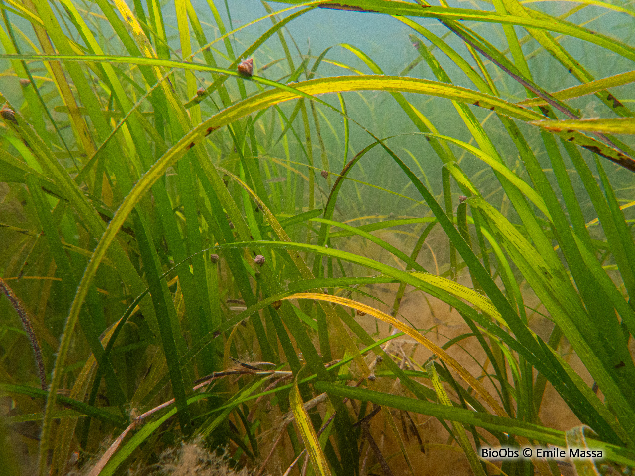 Zostère marine - Zostera (Zostera) marina - Emile Massa - BioObs