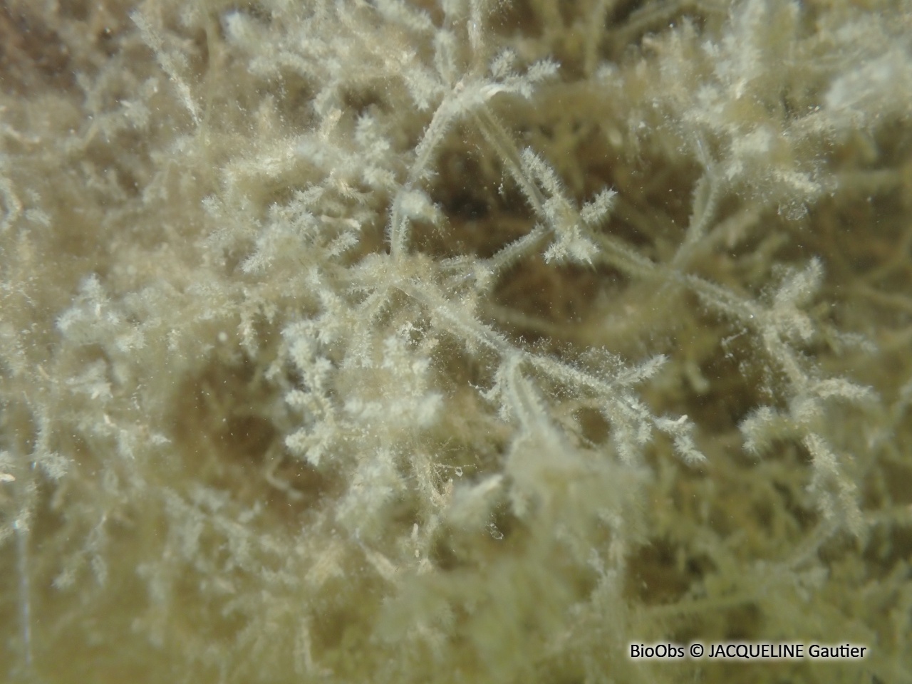 Bryozoaire spaghetti - Amathia verticillata - JACQUELINE Gautier - BioObs