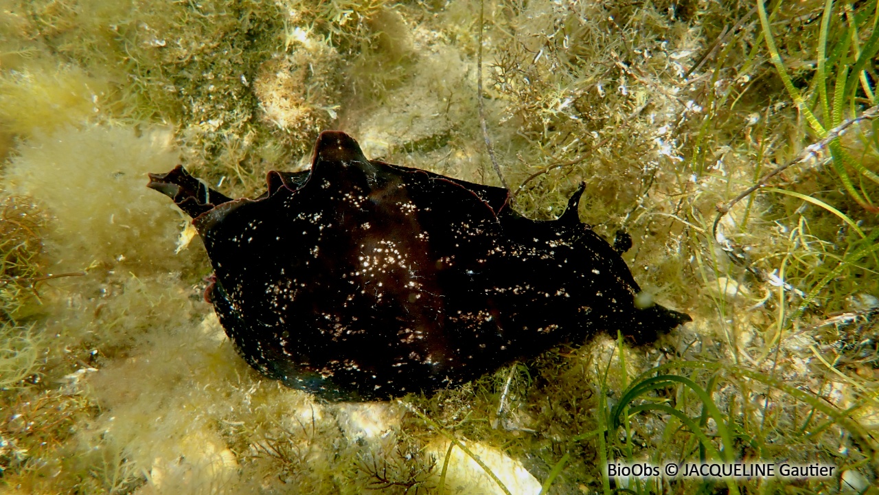 Lièvre de mer, aplysie fasciée - Aplysia fasciata - JACQUELINE Gautier - BioObs