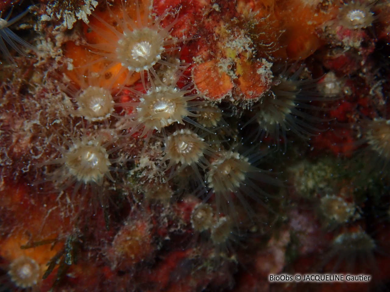Anémone encroûtante grise - Epizoanthus paxii - JACQUELINE Gautier - BioObs