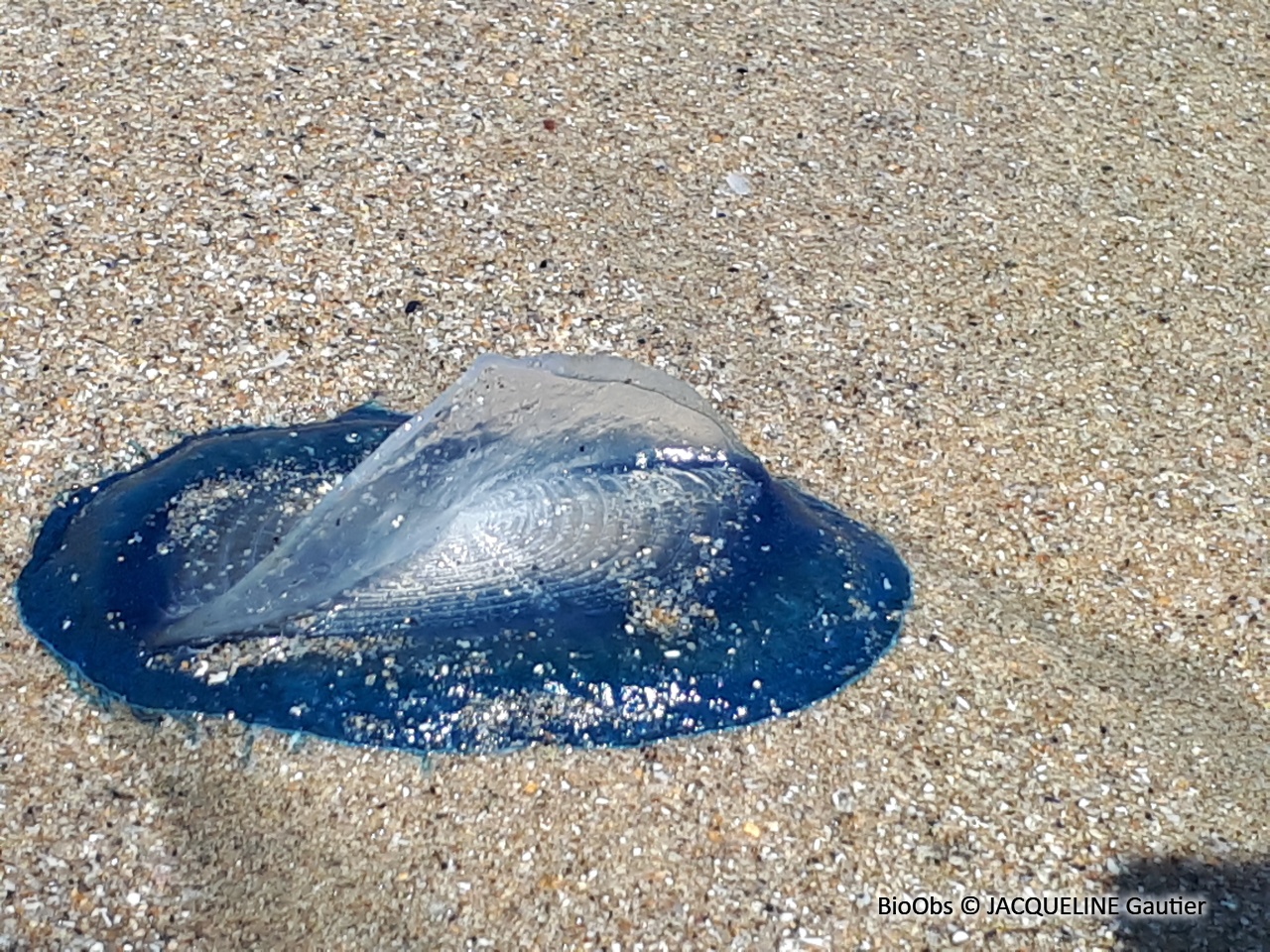 Vélelle - Velella velella - JACQUELINE Gautier - BioObs