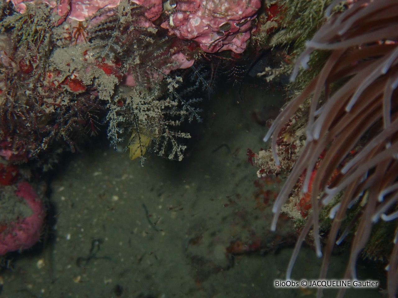 Hydraire à branches opposées - Synthecium evansi - JACQUELINE Gautier - BioObs