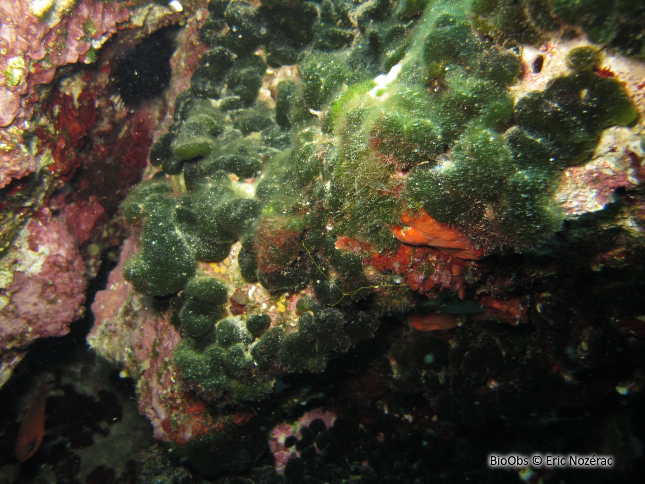 Codium étalé - Codium effusum - Eric Nozérac - BioObs