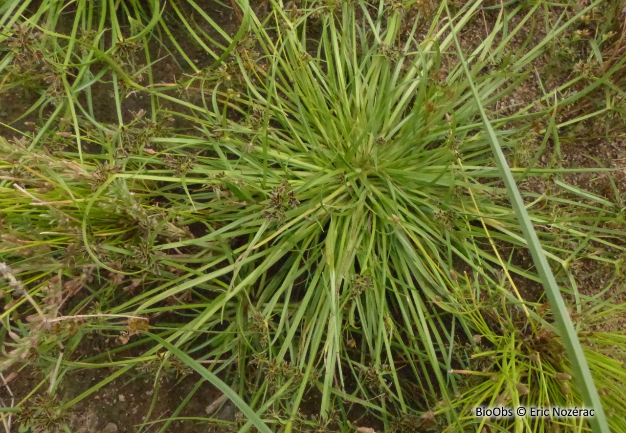 Souchet brun - Cyperus fuscus - Eric Nozérac - BioObs