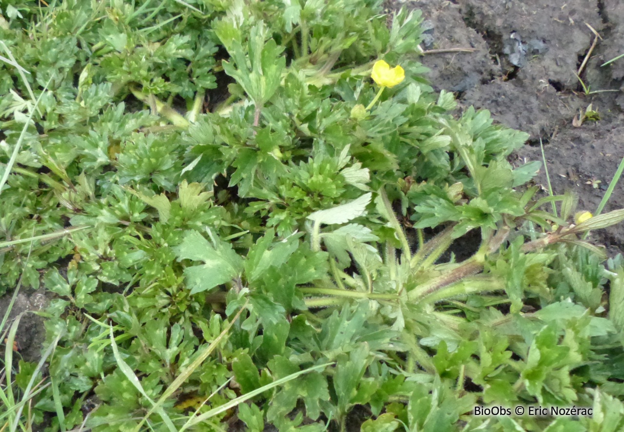 Renoncule rampante - Ranunculus repens - Eric Nozérac - BioObs