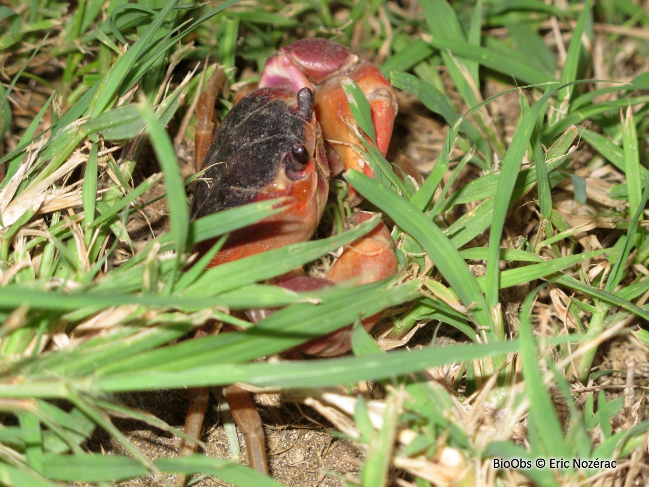 Crabe touloulou - Gecarcinus lateralis - Eric Nozérac - BioObs