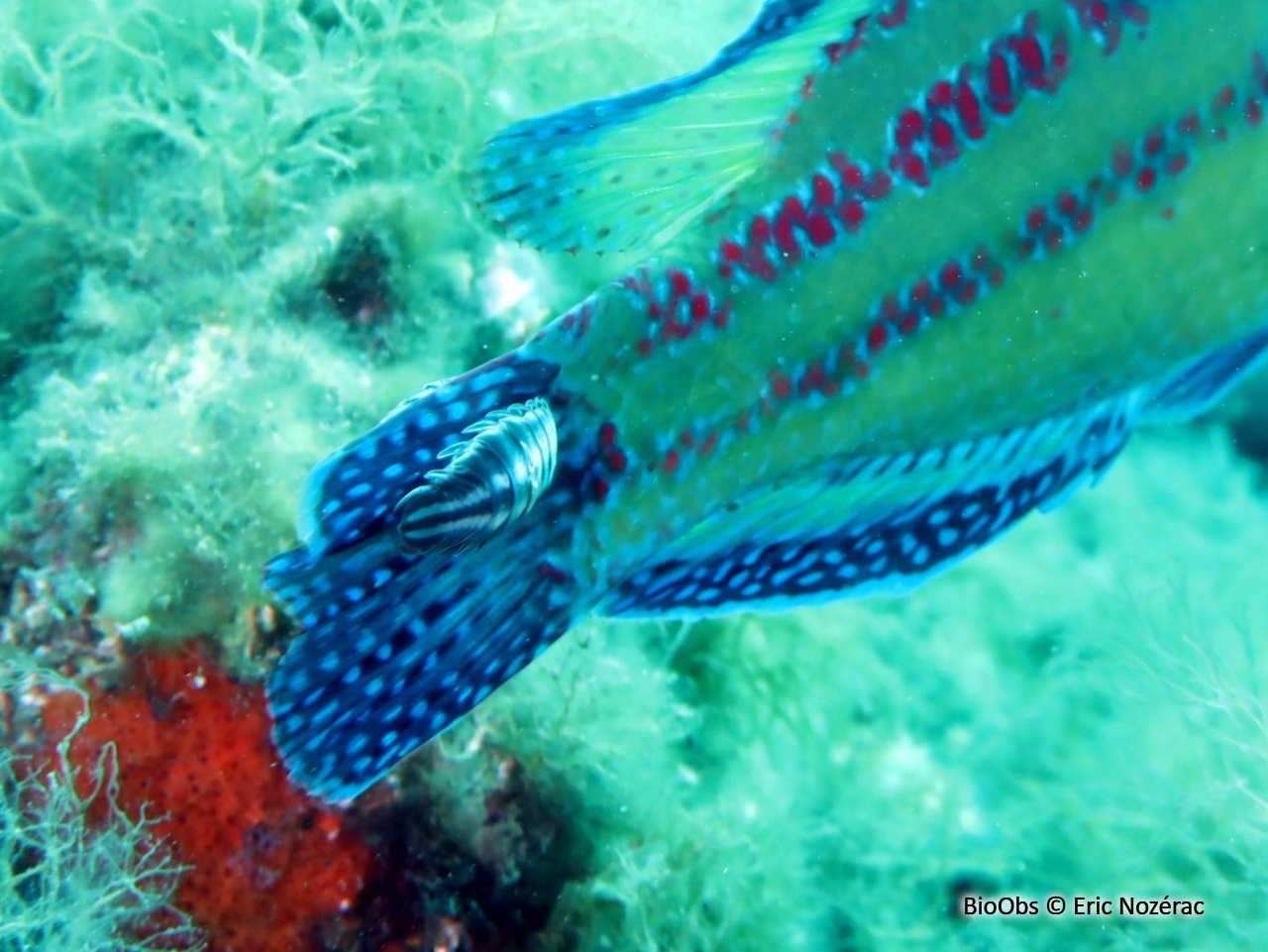 Isopode à deux bandes - Nerocila bivittata - Eric Nozérac - BioObs