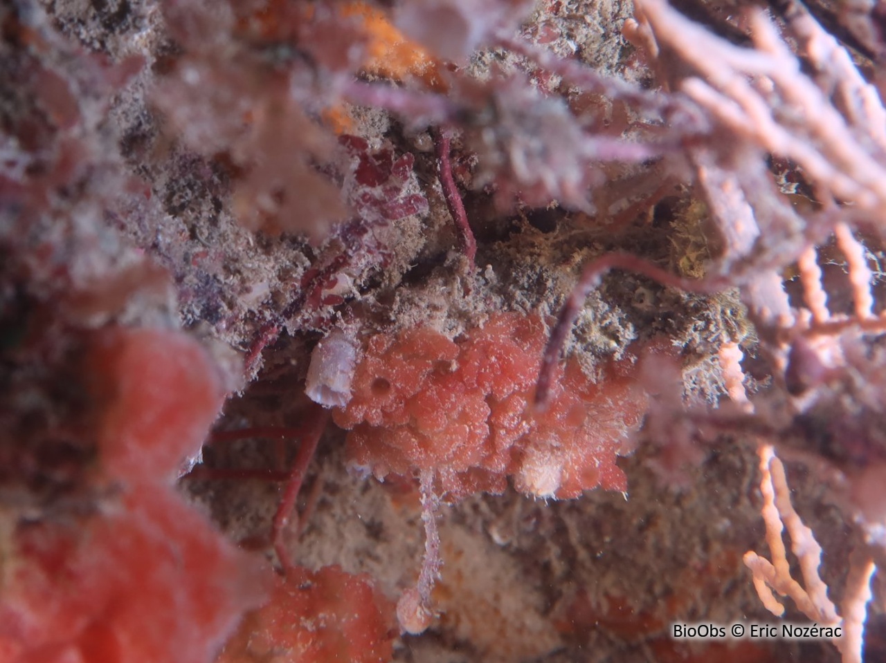 Oscarelle rouge - Aplysilla rubra - Eric Nozérac - BioObs