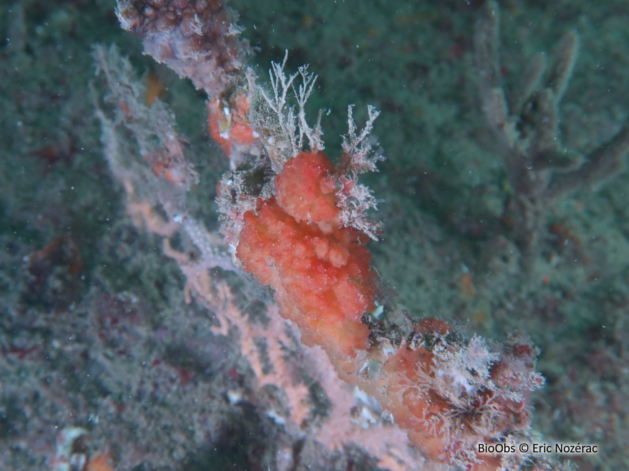Oscarelle rouge - Aplysilla rubra - Eric Nozérac - BioObs