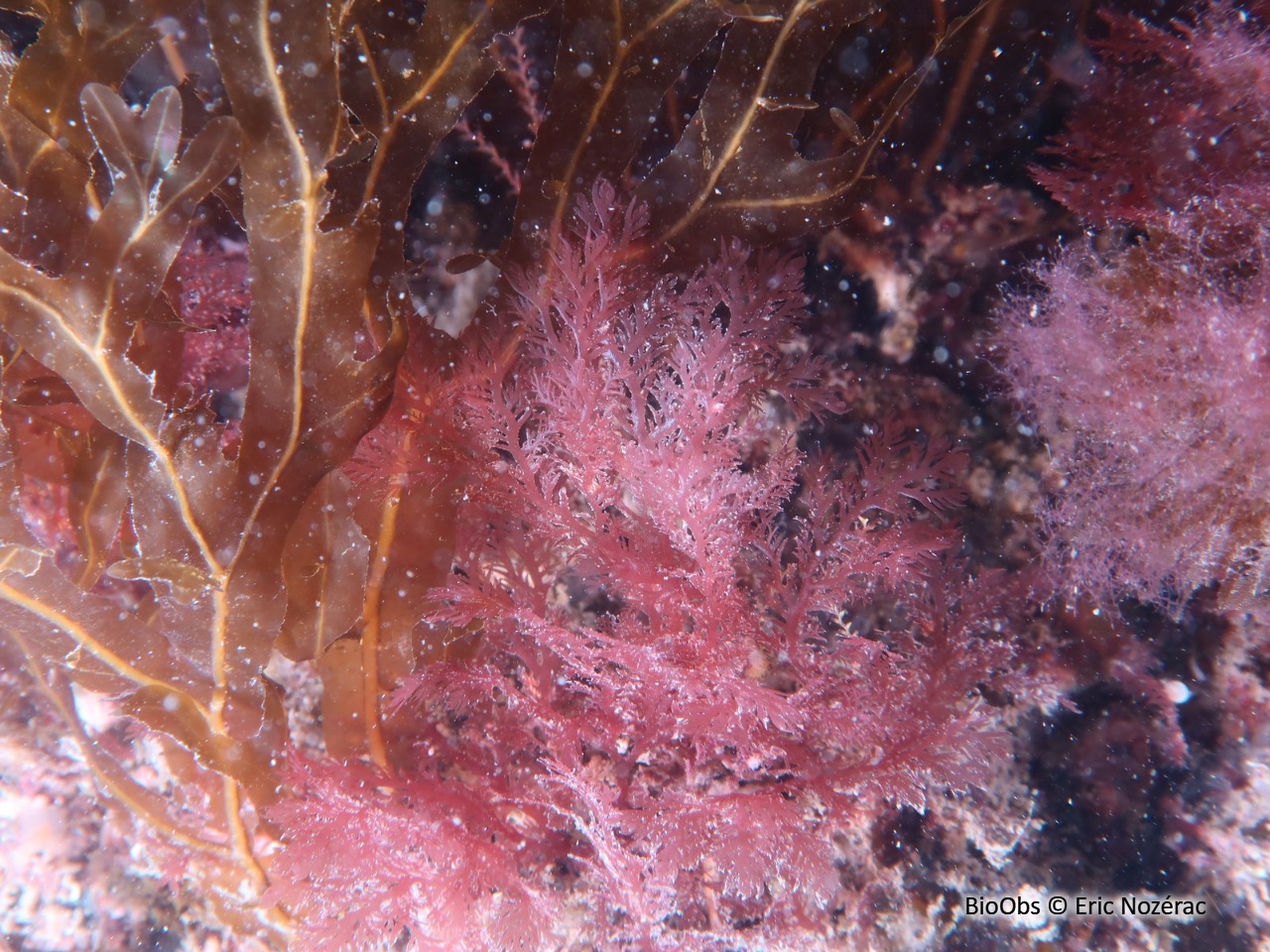 Plocamium cartilagineux - Plocamium cartilagineum - Eric Nozérac - BioObs