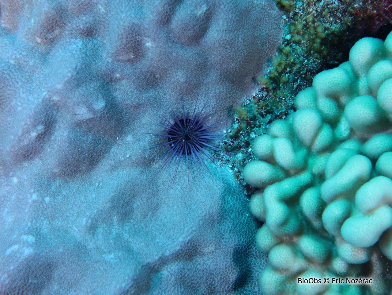 Oursin à fins piquants de l'Océan Indien - Echinostrephus molaris - Eric Nozérac - BioObs