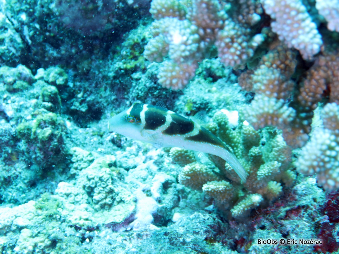 Canthigaster à points bleus - Canthigaster cyanospilota - Eric Nozérac - BioObs