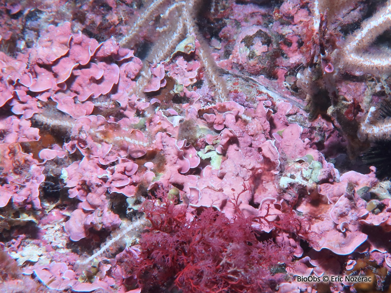 Grand mésophylle - Mesophyllum expansum - Eric Nozérac - BioObs