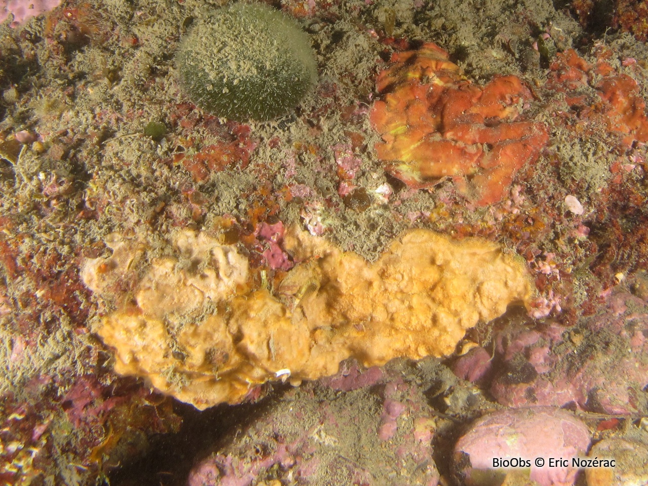 Parasmittine de Rouville - Parasmittina rouvillei - Eric Nozérac - BioObs