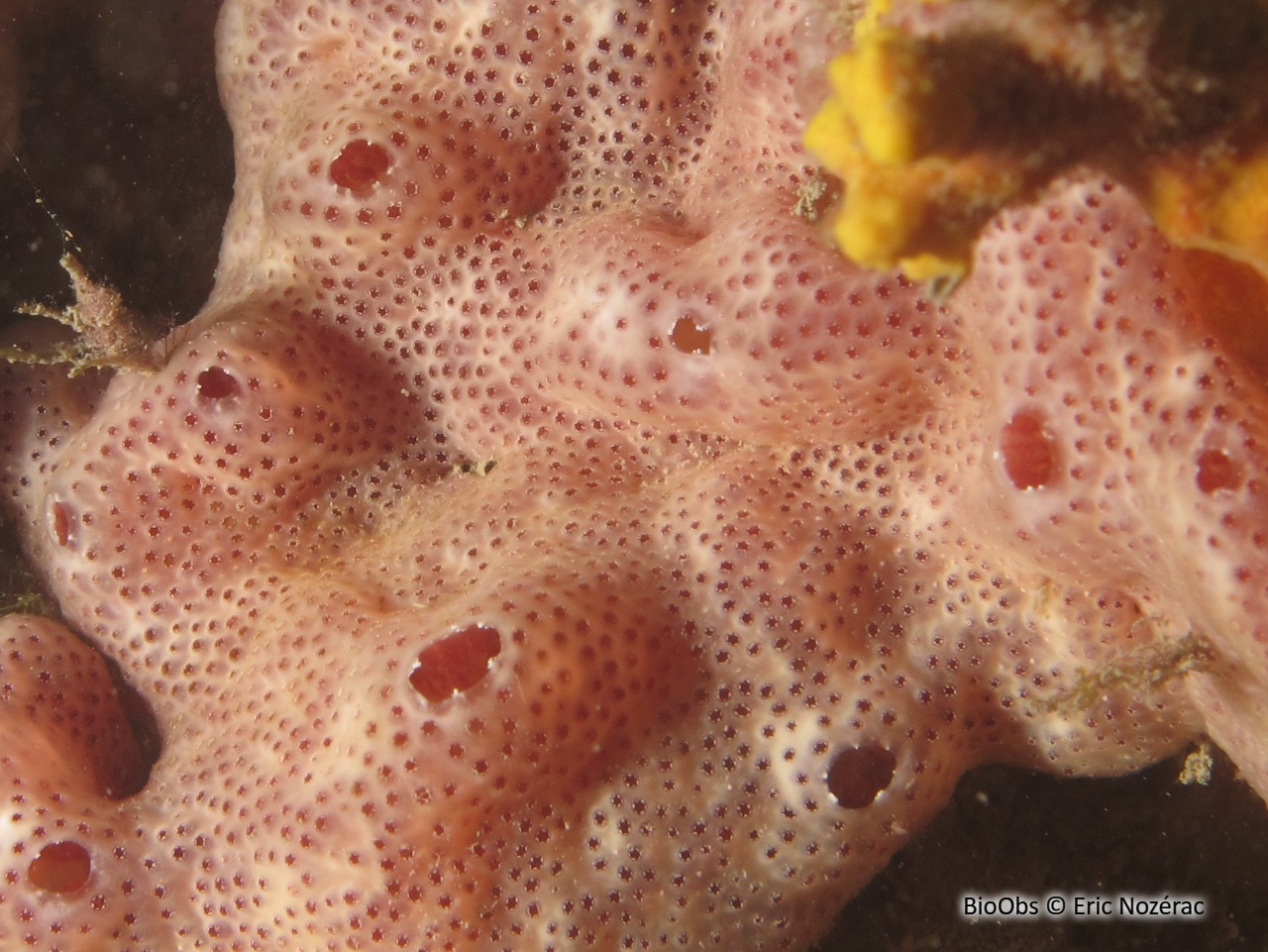 Synascidie de Lacaze - Polysyncraton lacazei - Eric Nozérac - BioObs