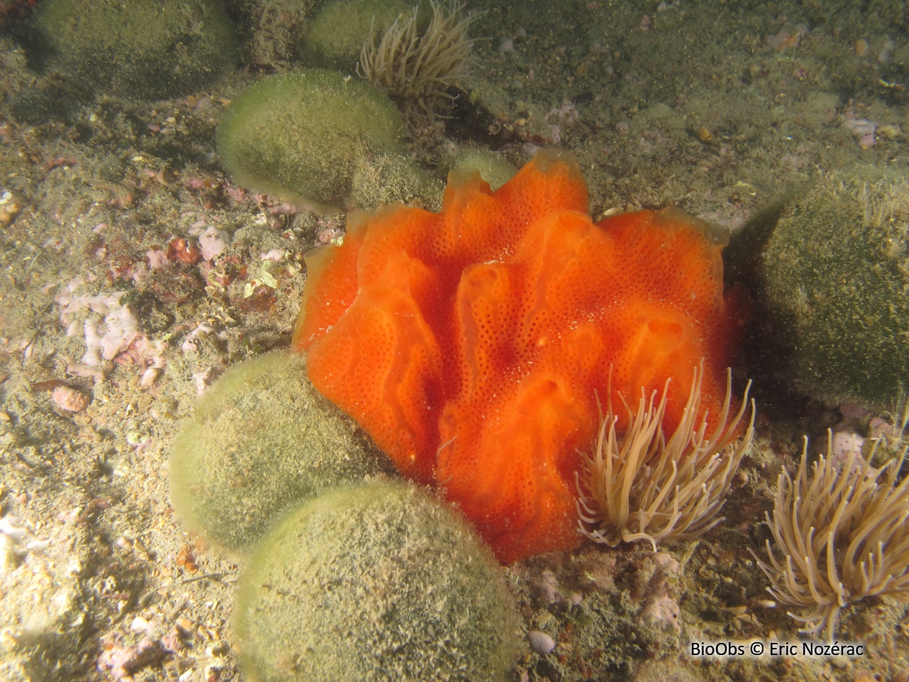 Amaroucium - Aplidium pseudolobatum - Eric Nozérac - BioObs