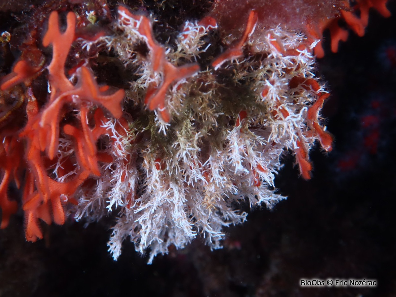 Salmacine - Salmacina sp. - Eric Nozérac - BioObs