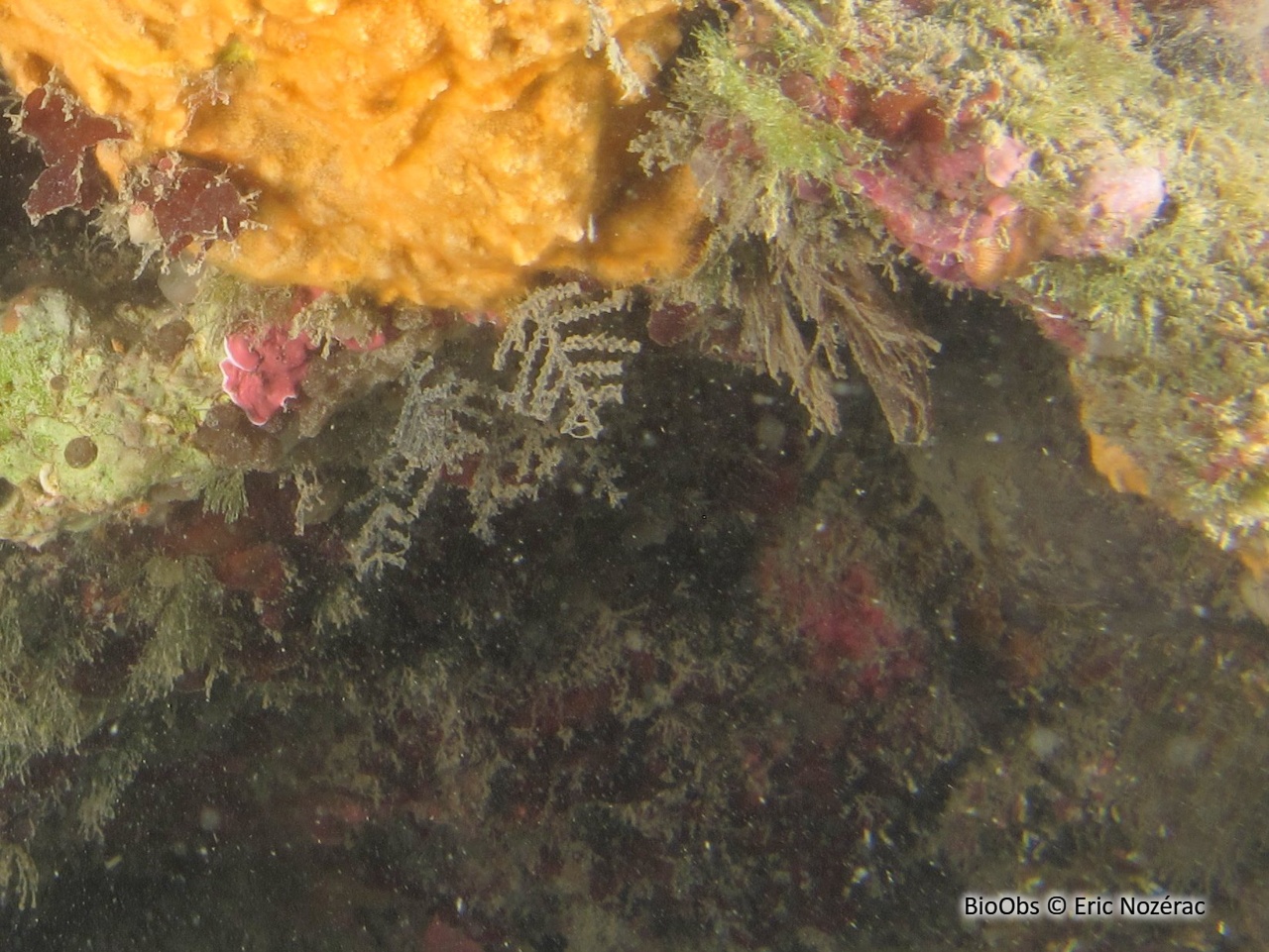 Hydraire à branches opposées - Synthecium evansi - Eric Nozérac - BioObs
