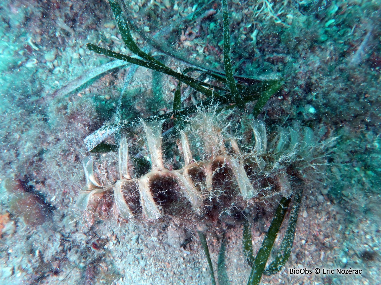 Nacre épineuse - Pinna rudis - Eric Nozérac - BioObs