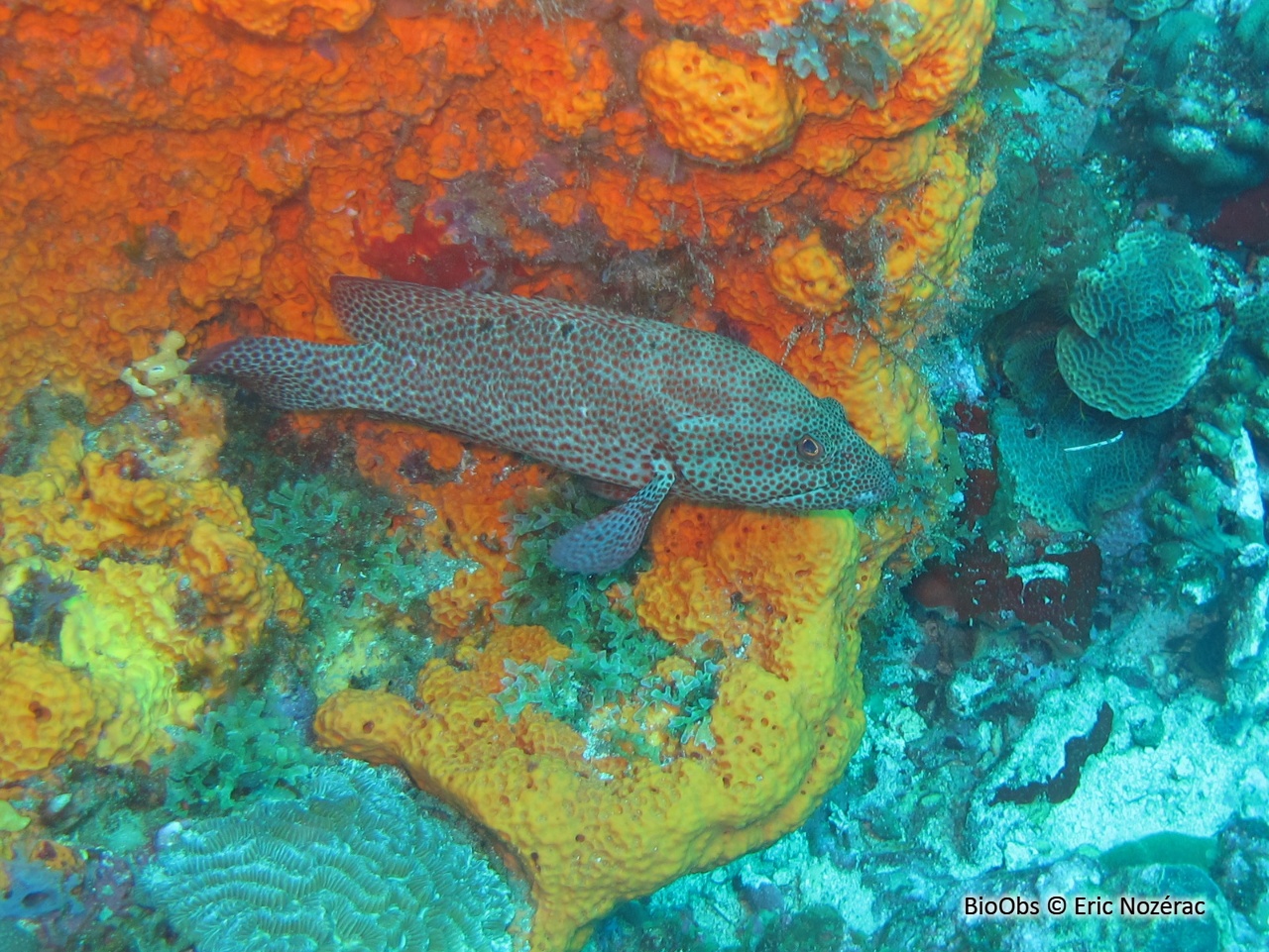 Mérou de roche Caraïbes - Cephalopholis cruentata - Eric Nozérac - BioObs