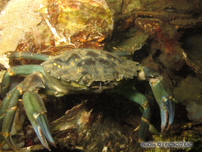 Crabe vert - Carcinus maenas - Eric Nozérac - BioObs