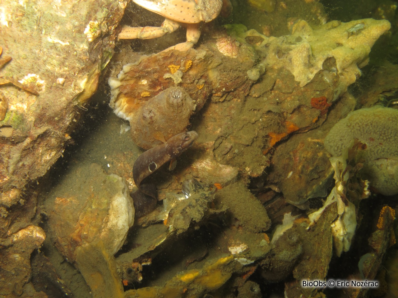 Gonelle - Pholis gunnellus - Eric Nozérac - BioObs