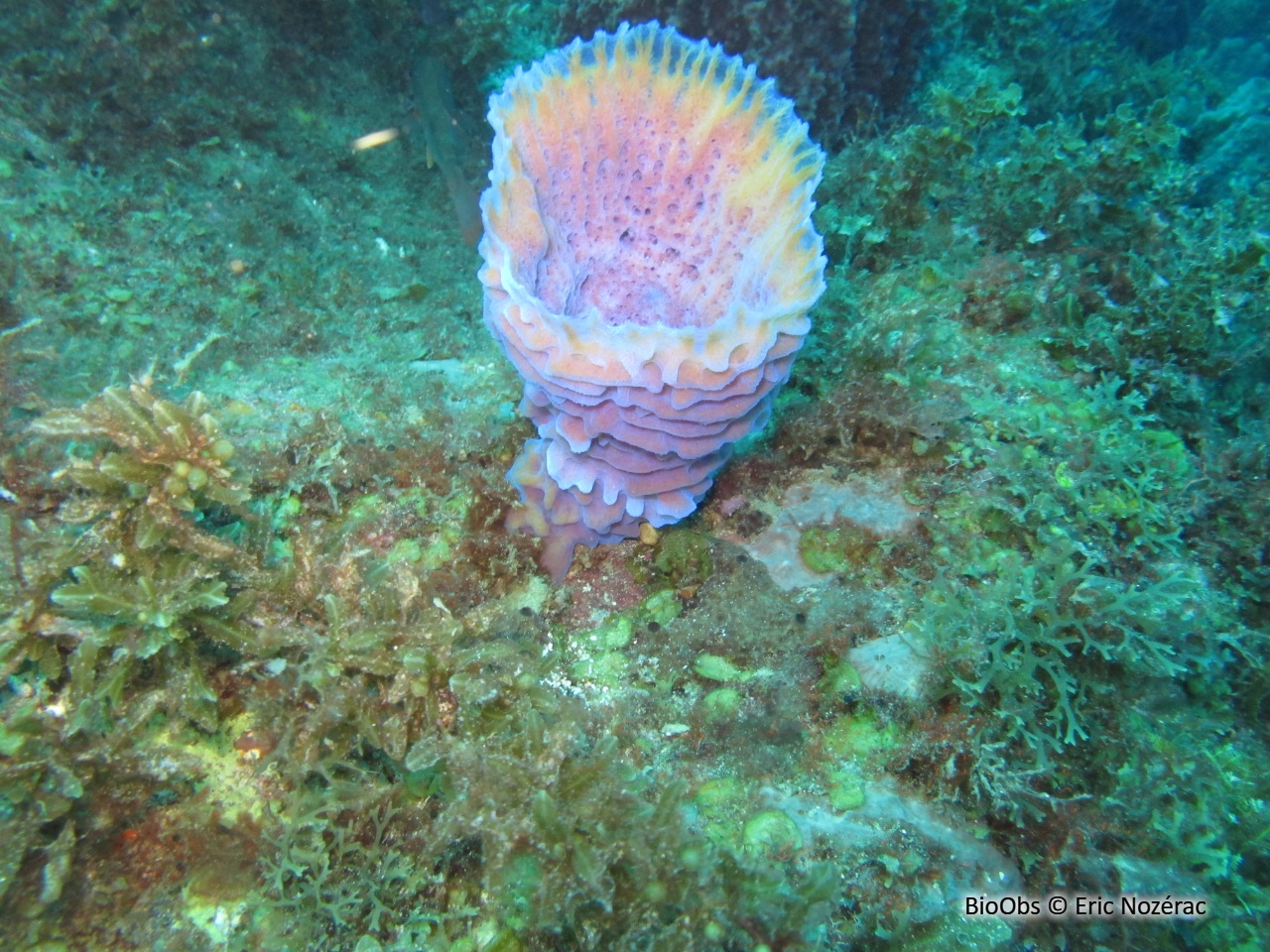 Eponge-vase fluo - Callyspongia (Cladochalina) plicifera - Eric Nozérac - BioObs