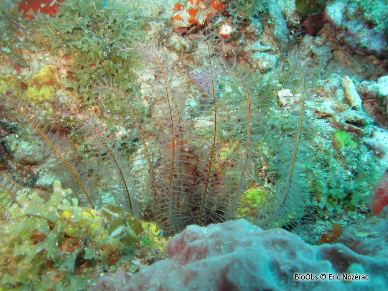 Comatule perlée - Davidaster discoideus - Eric Nozérac - BioObs