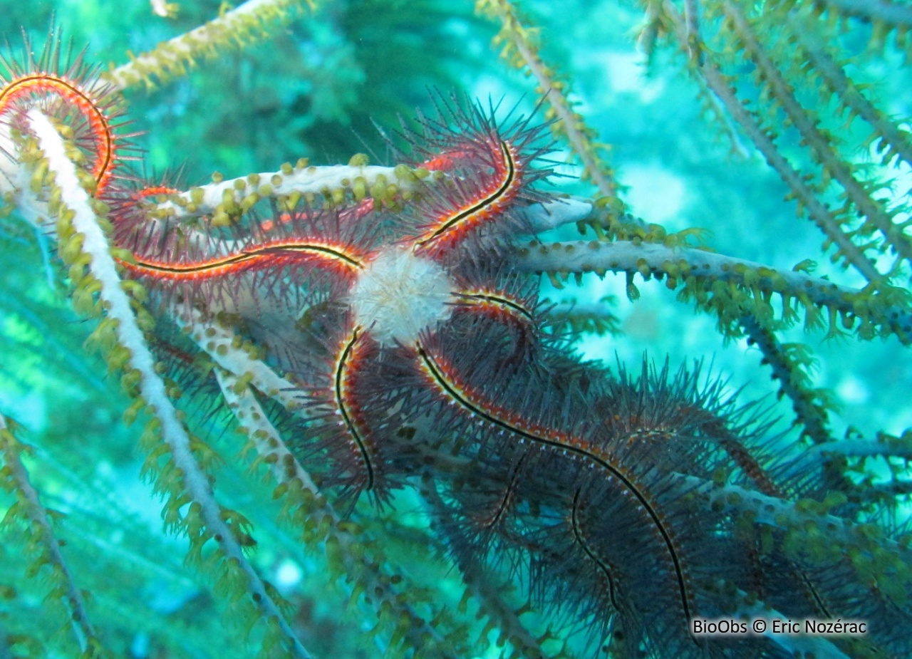 Ophiure des éponges - Ophiothrix (Acanthophiothrix) suensoni - Eric Nozérac - BioObs