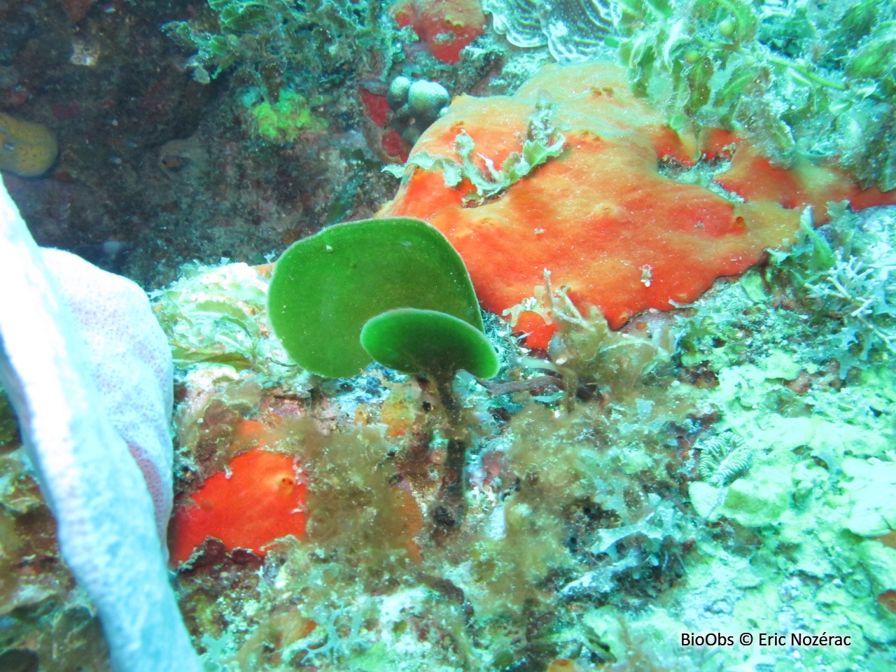 Algue pagaie - Avrainvillea asarifolia - Eric Nozérac - BioObs