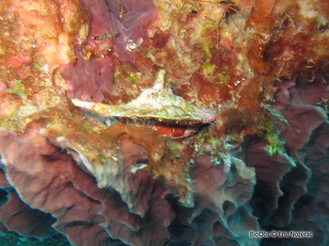 Strombe coq - Aliger gallus - Eric Nozérac - BioObs