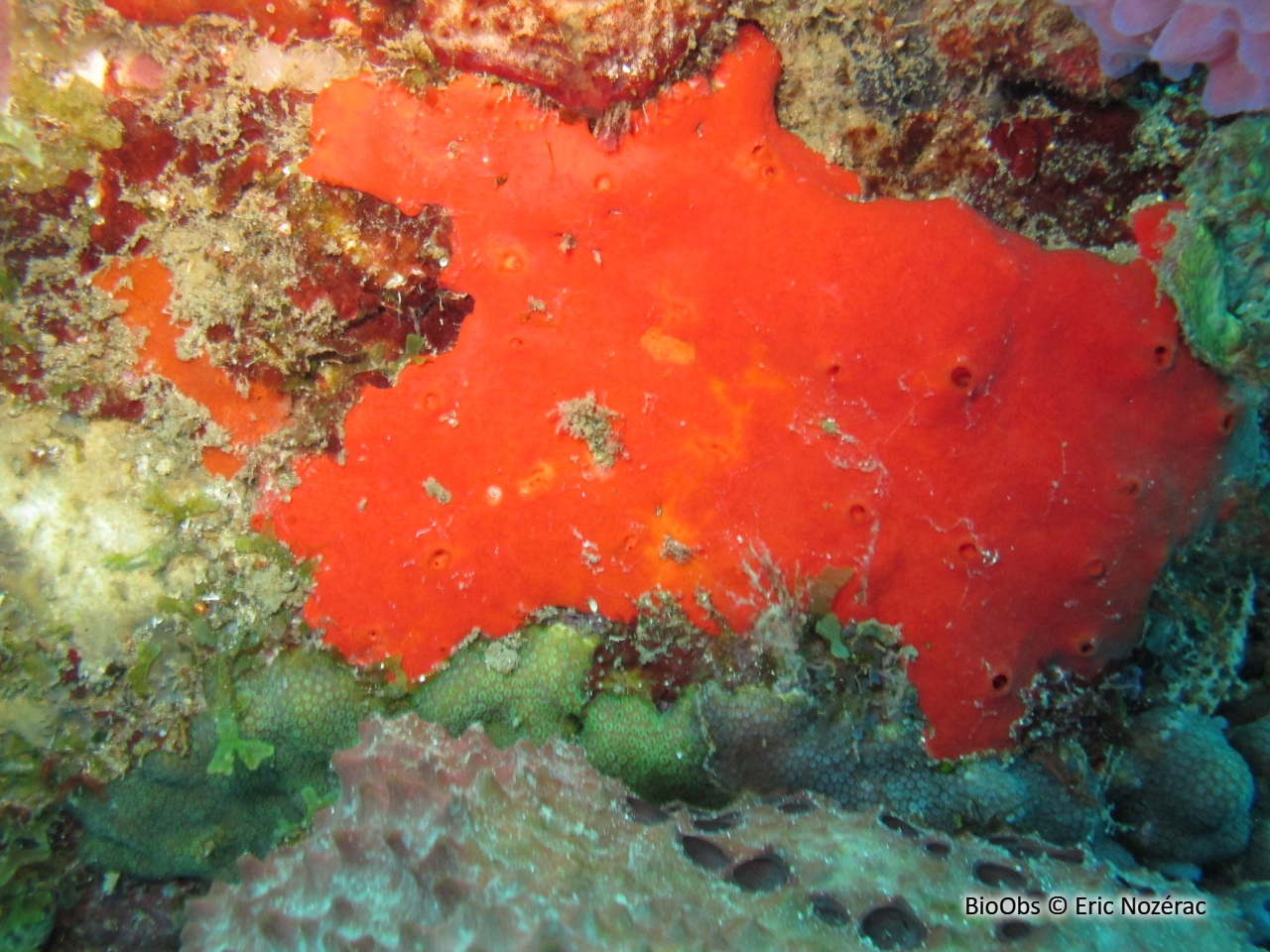 Spirastrella caraïbes - Spirastrella coccinea - Eric Nozérac - BioObs