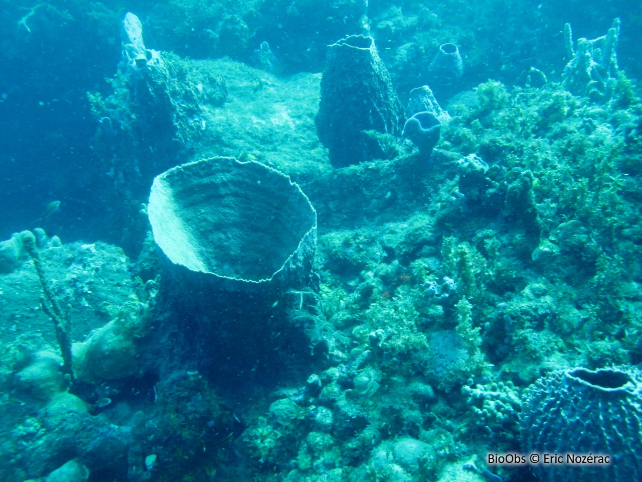 Baril de rhum - Xestospongia muta - Eric Nozérac - BioObs