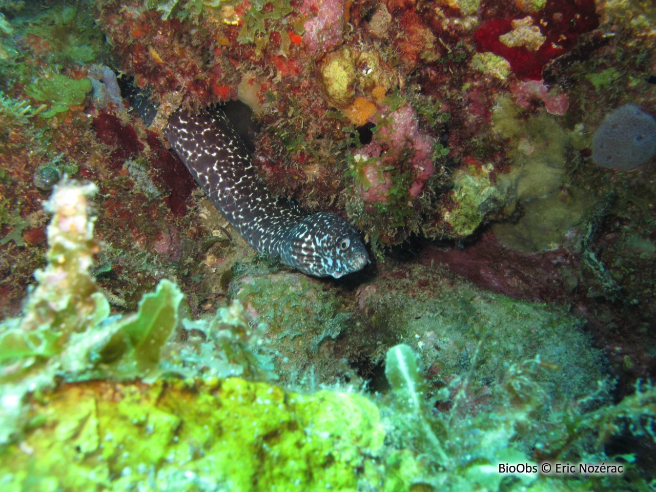 Murène tachetée - Gymnothorax moringa - Eric Nozérac - BioObs