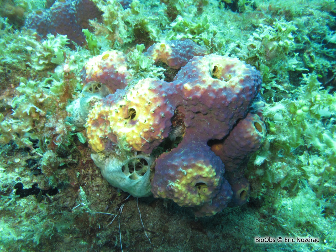 Eponge multicolore - Aiolochroia crassa - Eric Nozérac - BioObs
