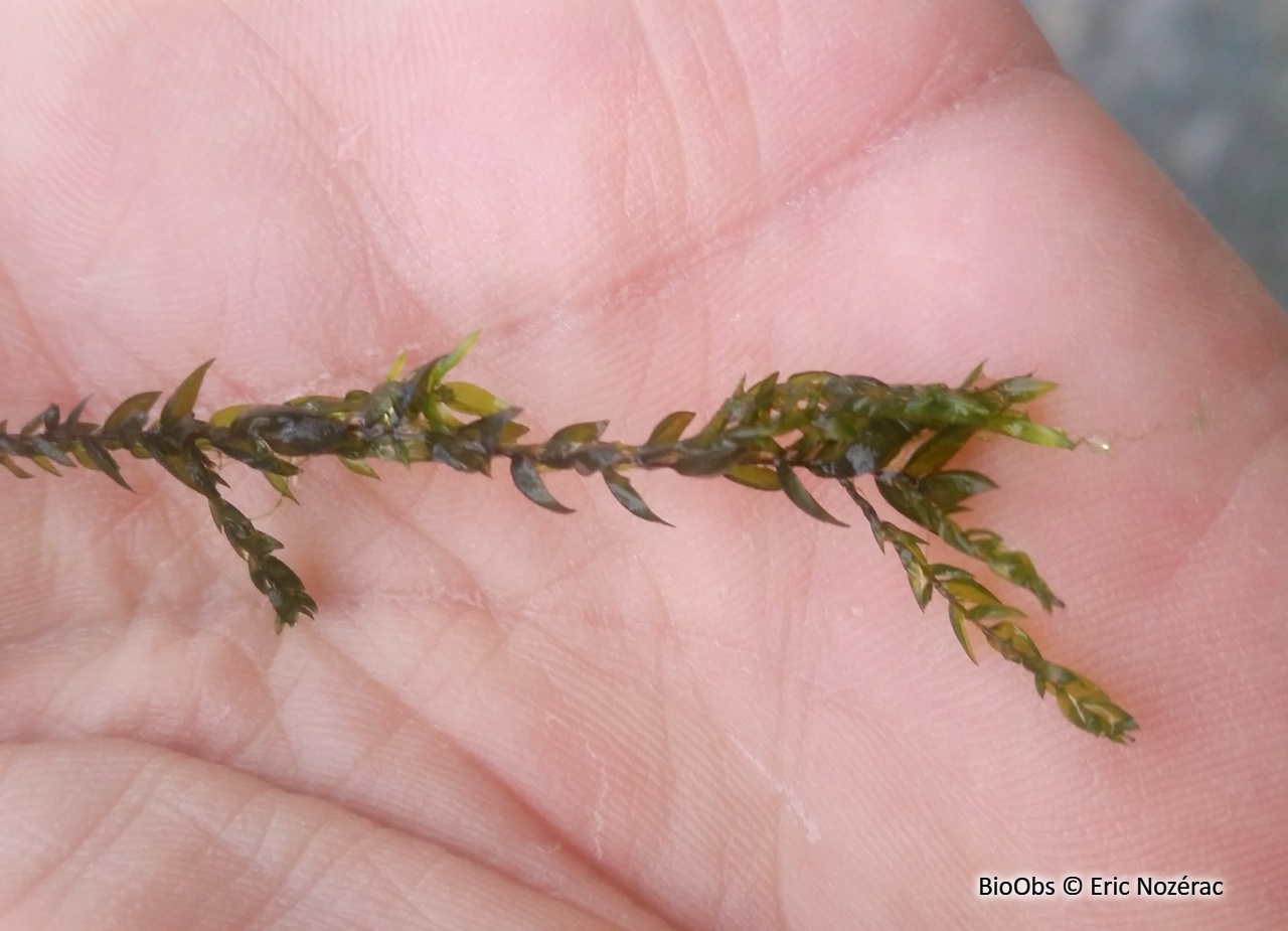 Mousse de source - Fontinalis antipyretica - Eric Nozérac - BioObs