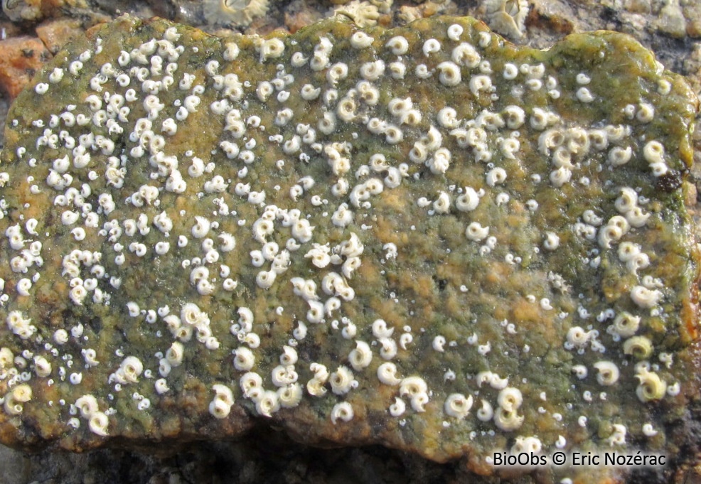 Spirorbe - Spirorbis (Spirorbis) spirorbis - Eric Nozérac - BioObs