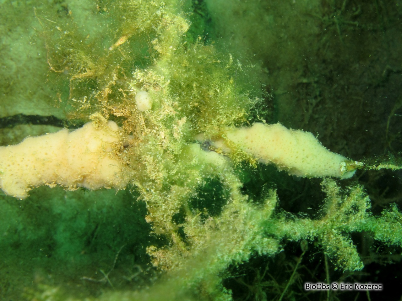 Eponge d'eau douce - Spongilla lacustris - Eric Nozérac - BioObs