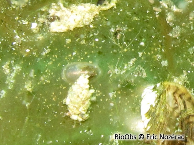 Patelline des fleuves - Ancylus fluviatilis - Eric Nozérac - BioObs