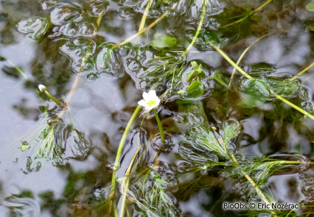 Renoncule flottante - Ranunculus fluitans - Eric Nozérac - BioObs