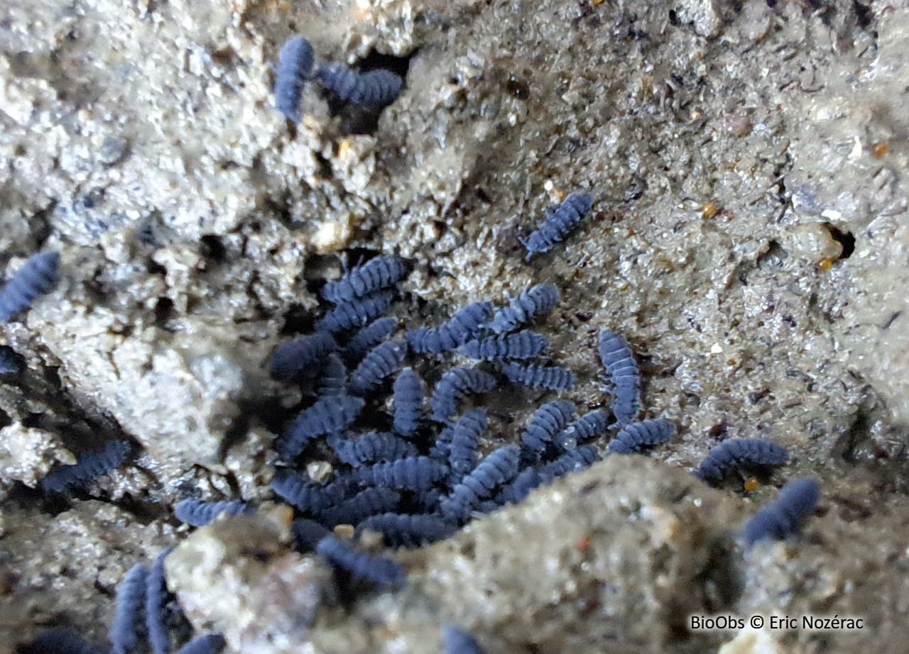 Collembole marin - Anurida maritima - Eric Nozérac - BioObs