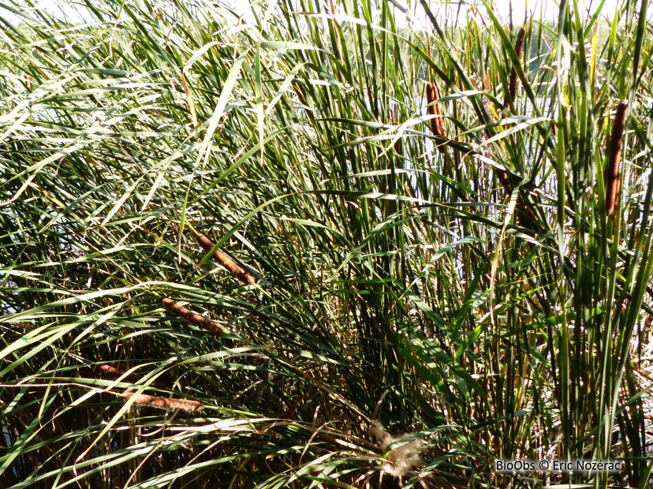 Massette à feuilles étroites - Typha angustifolia - Eric Nozérac - BioObs