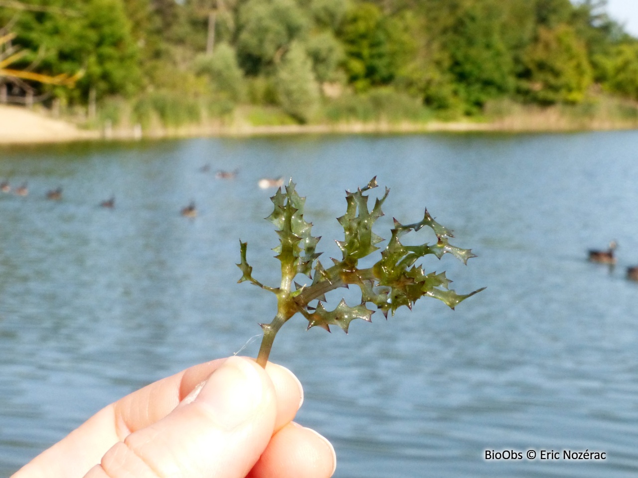 Naïade marine - Najas marina - Eric Nozérac - BioObs