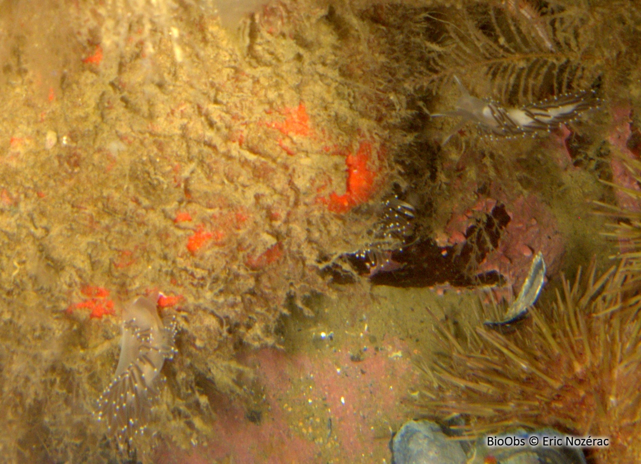 Flabelline rouge - Coryphella verrucosa - Eric Nozérac - BioObs