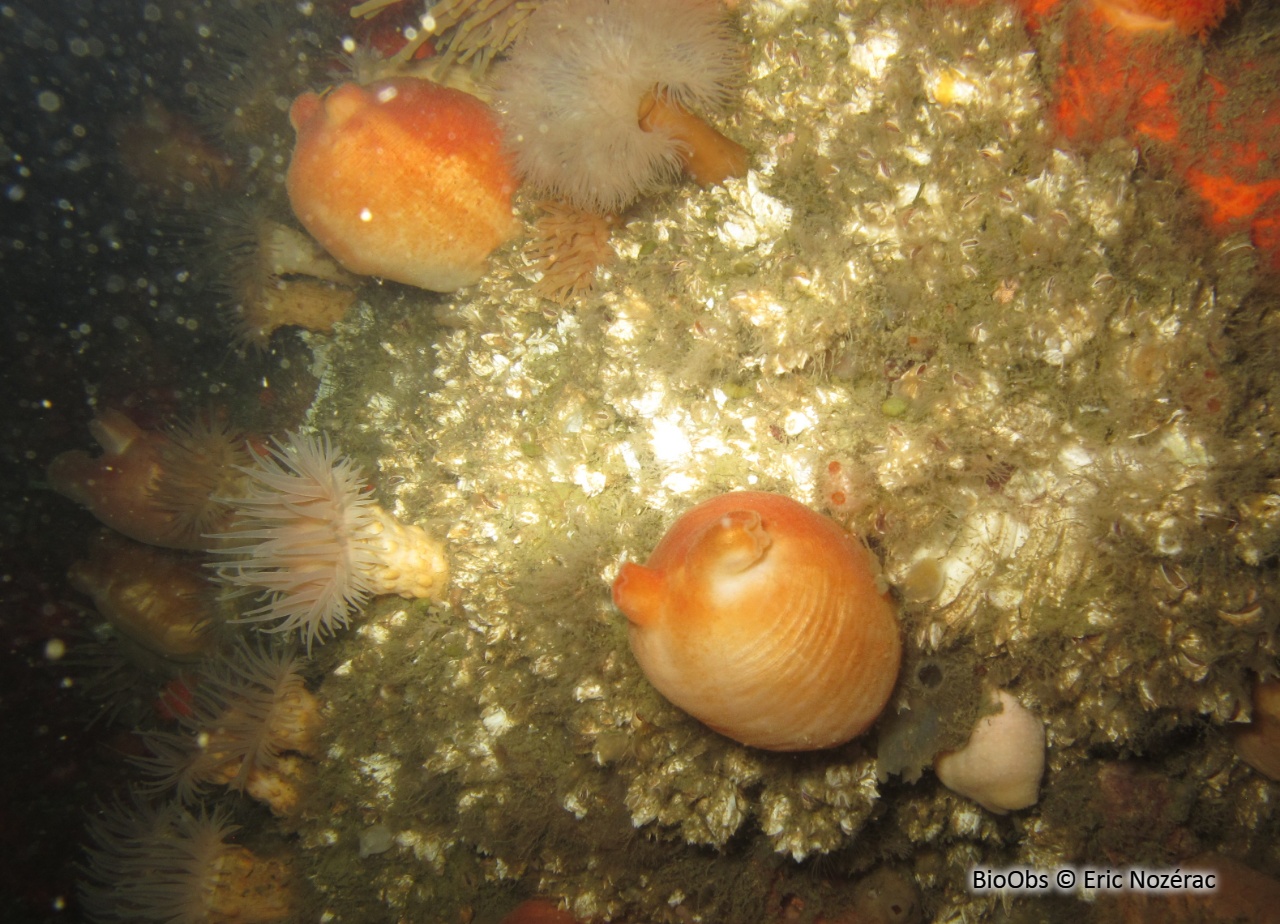 Pêche de mer - Halocynthia pyriformis - Eric Nozérac - BioObs