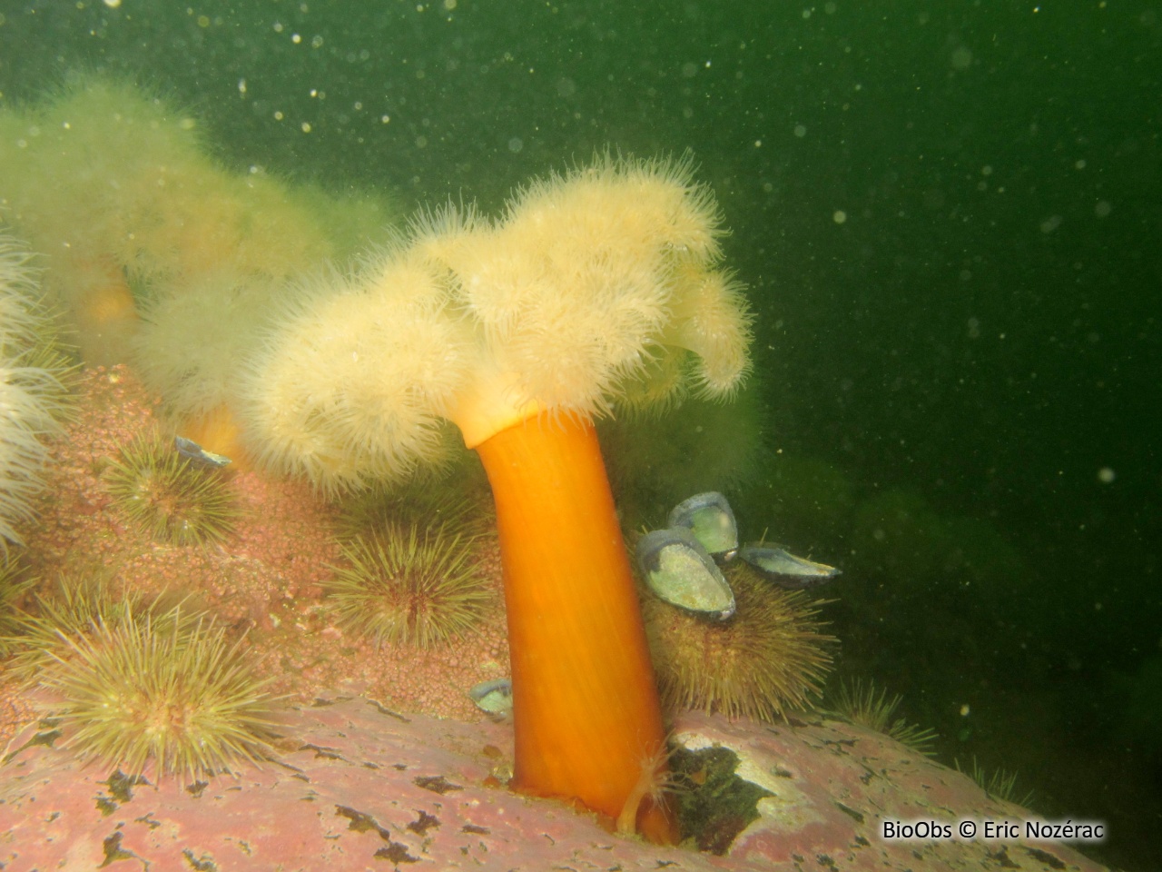 Oeillet de mer - Metridium senile - Eric Nozérac - BioObs