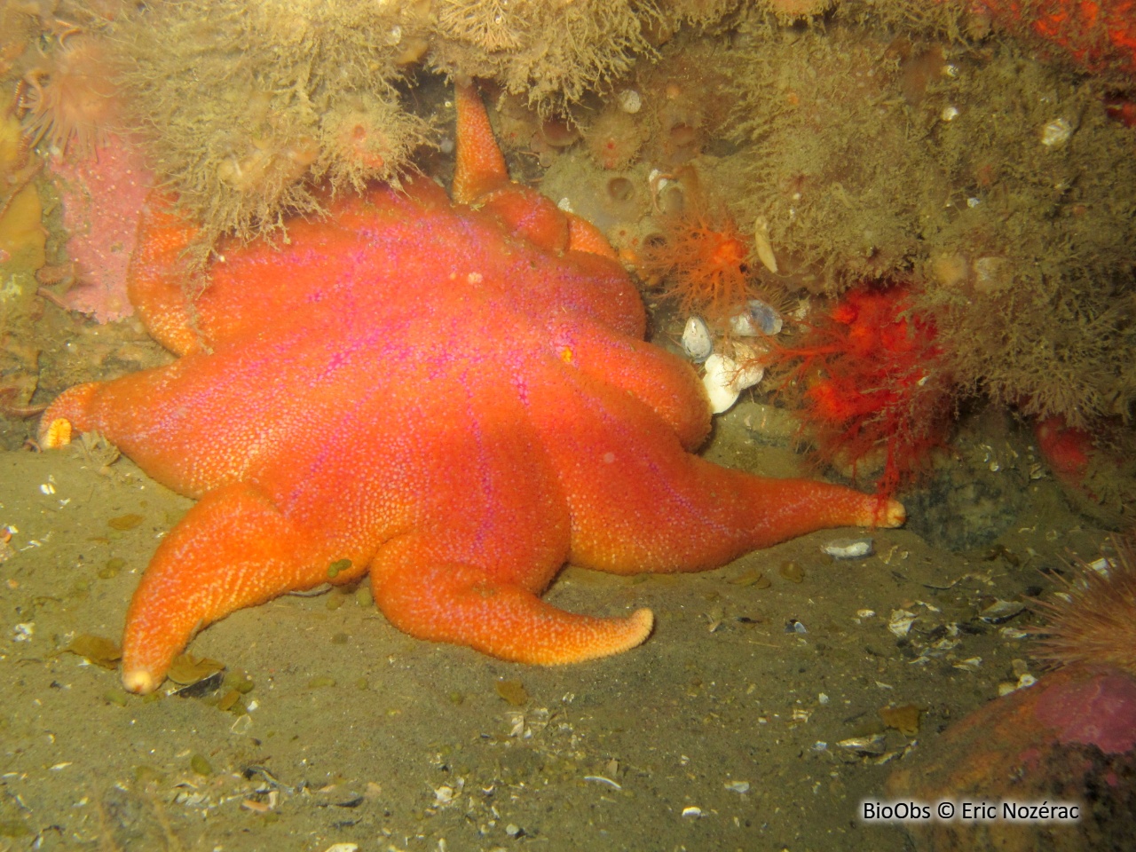 Soleil de mer pourpre - Solaster endeca - Eric Nozérac - BioObs