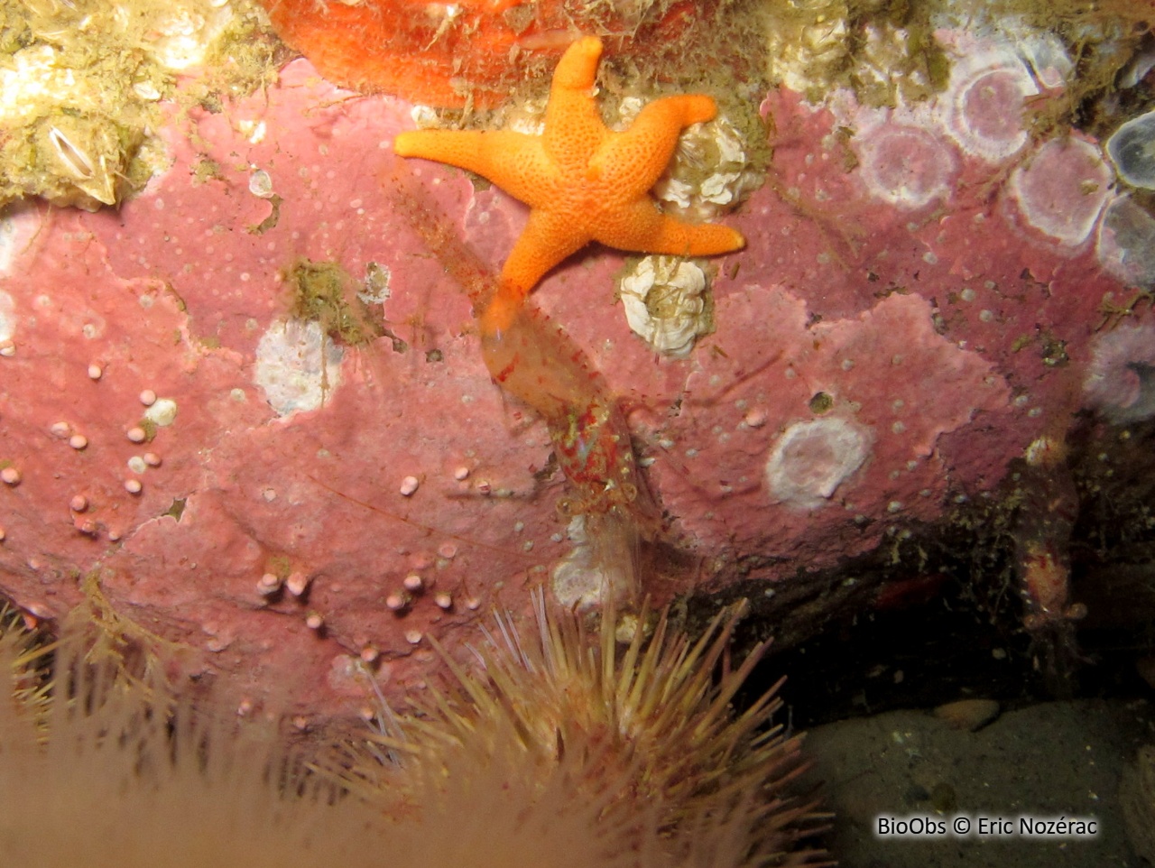 Crevette striée - Pandalus montagui - Eric Nozérac - BioObs